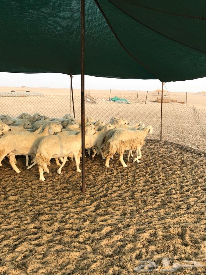 غنم حريه للبيع