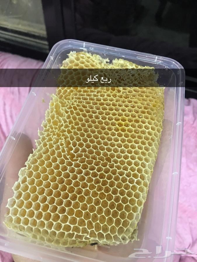 1 عسل أشجار مزارع تبوك - عسل سدر