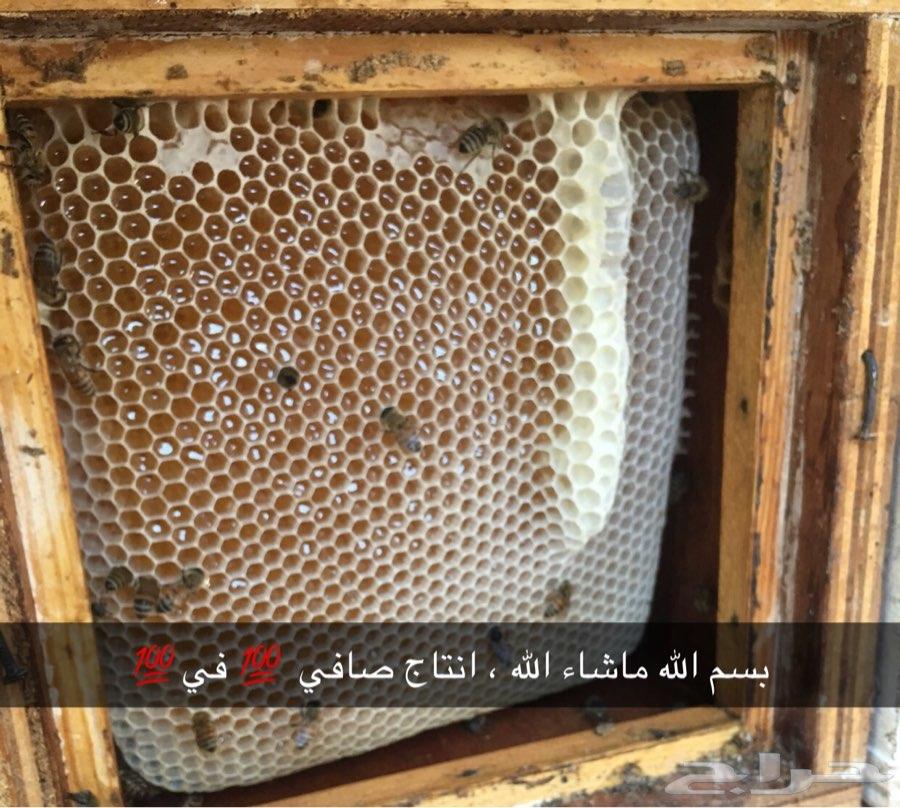 1 عسل أشجار مزارع تبوك - عسل سدر