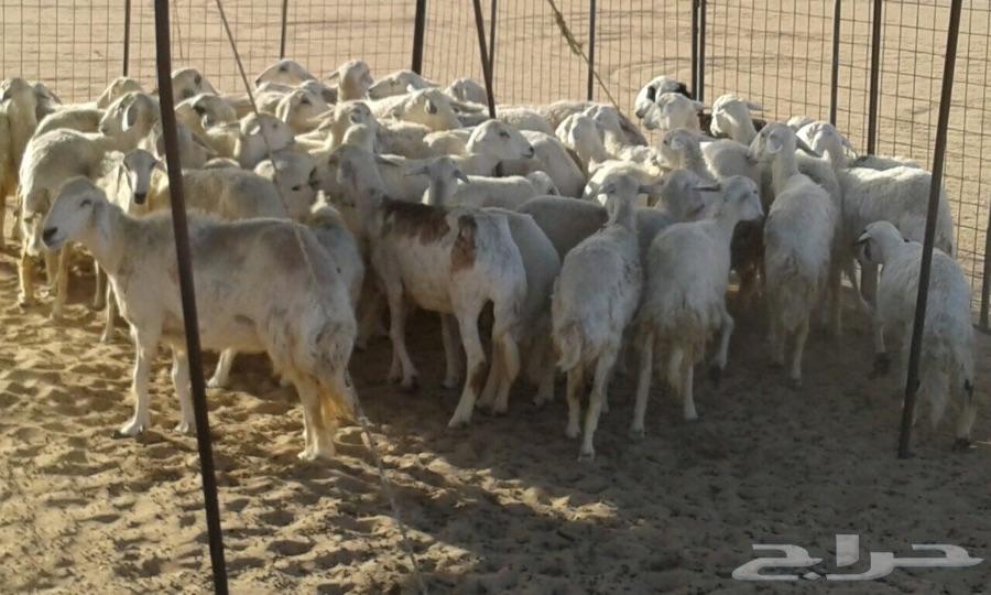 غنم حريات مضاريع من فحول فواخر الصنف