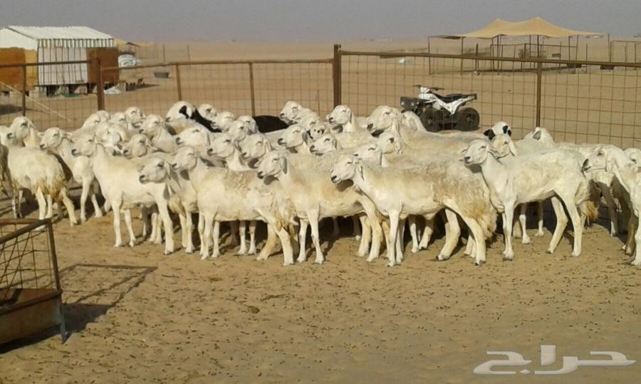 غنم حريات مضاريع من فحول فواخر الصنف