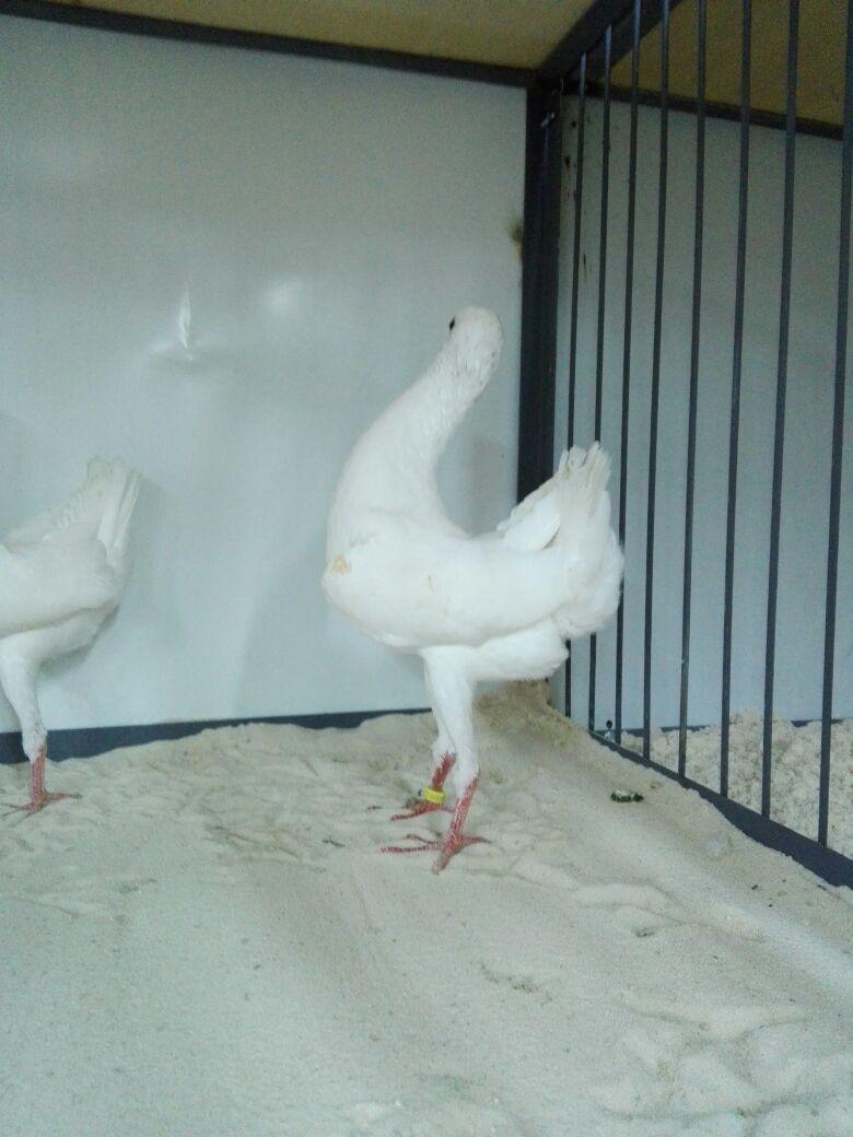 ( تم البيع ) للبيز ابيض صك بيور ما شاء الله
