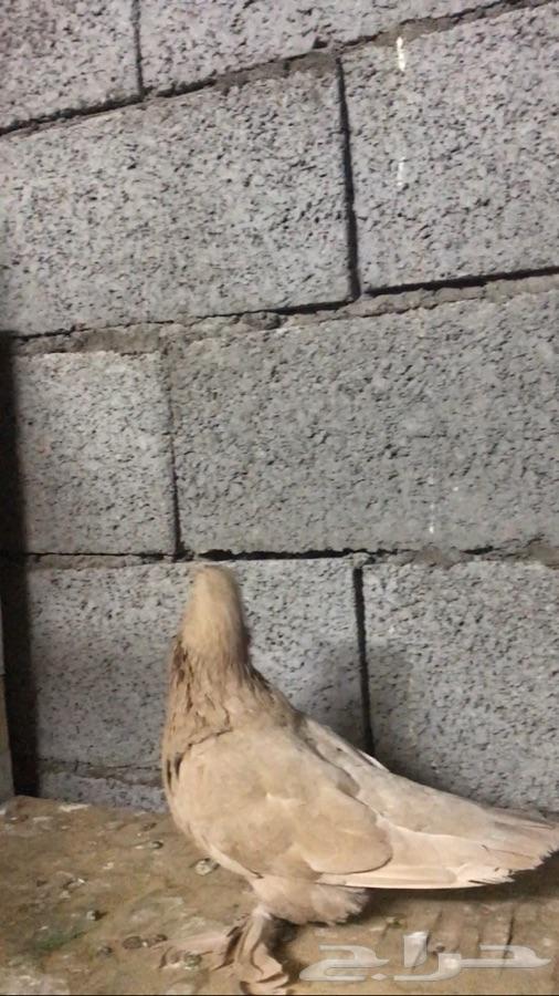 لونق فيس تب للبيع تم البيع