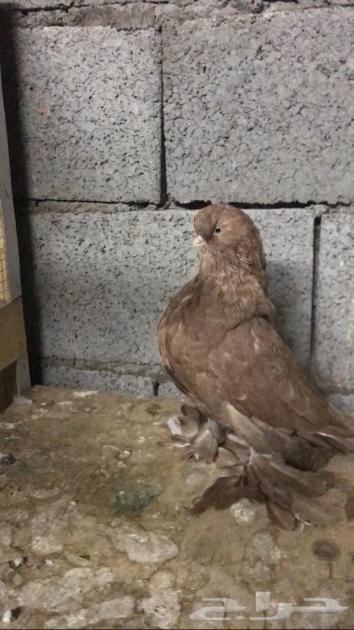 لونق فيس تب للبيع تم البيع