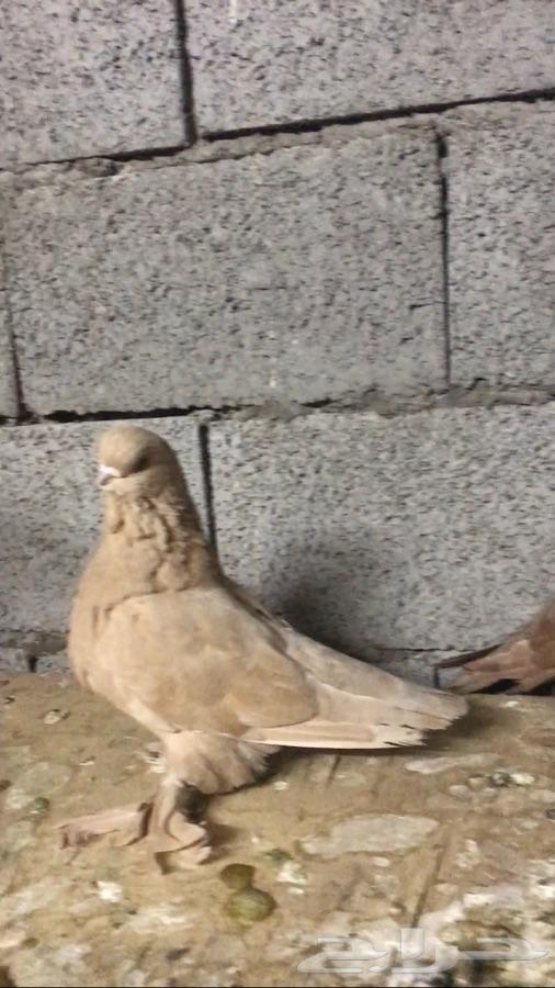لونق فيس تب للبيع تم البيع