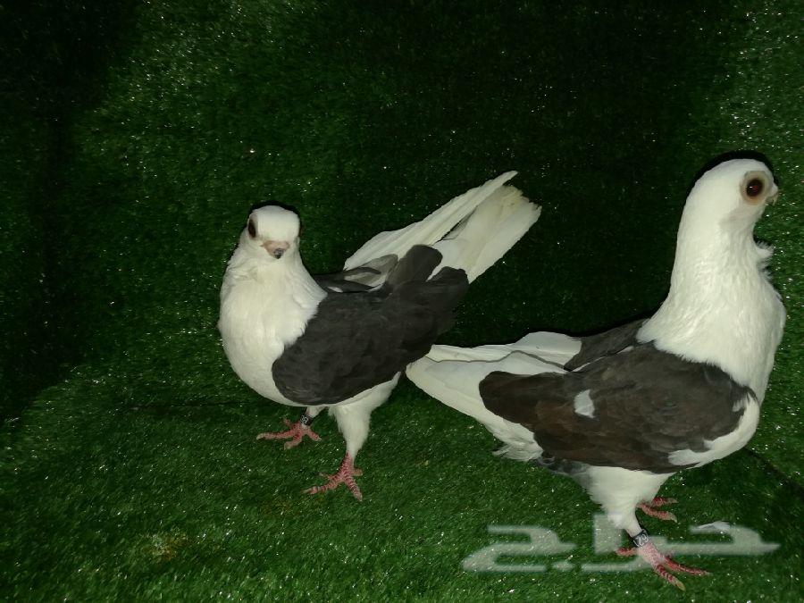 بلغاريان بانقو (نوادر) Bulgar Bango