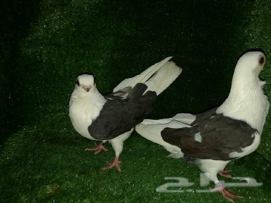 بلغاريان بانقو (نوادر) Bulgar Bango