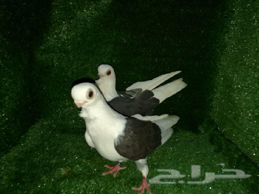 بلغاريان بانقو (نوادر) Bulgar Bango