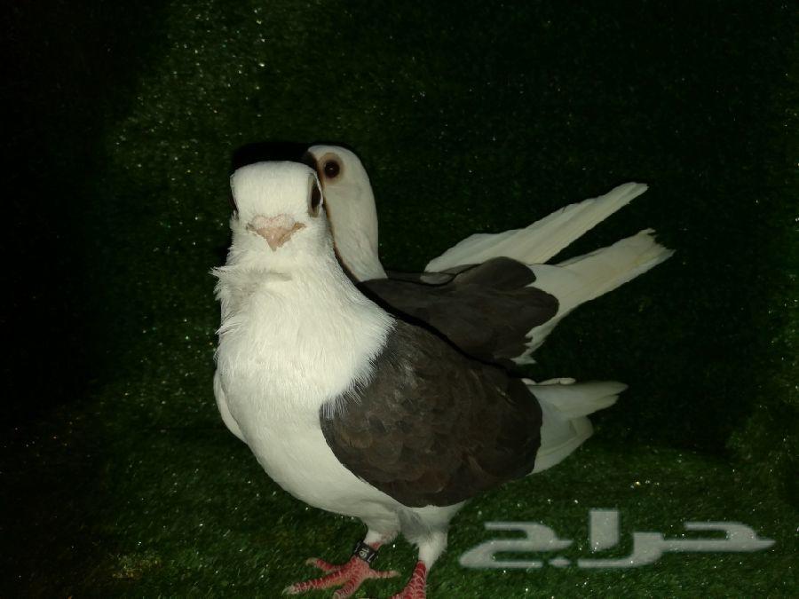 بلغاريان بانقو (نوادر) Bulgar Bango