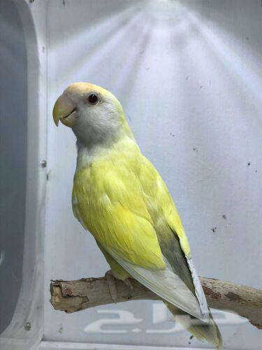 روز انث منتجه