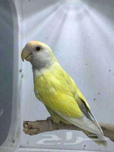 روز انث منتجه