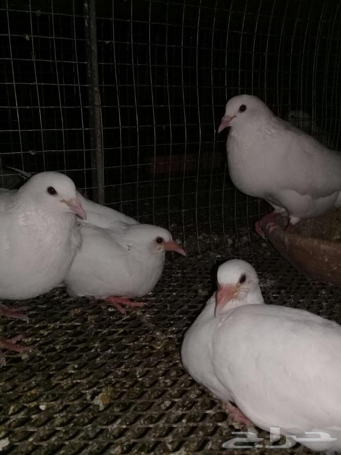 حمام فرنسي شحم ولحم ونظافه