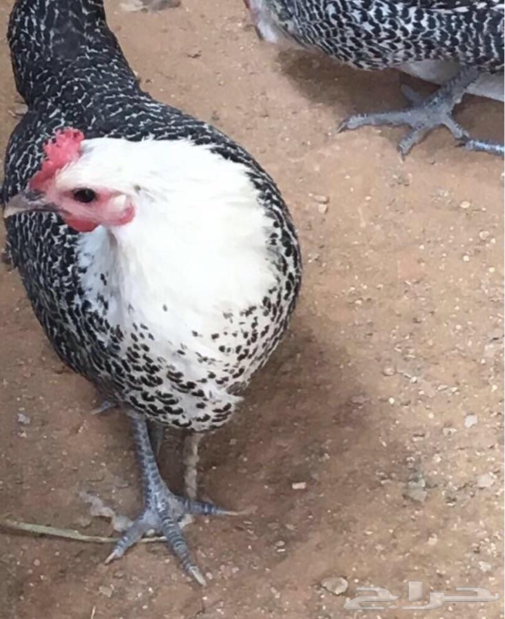 بيض دجاج فيومي أبيض مخصب سلاله أصل