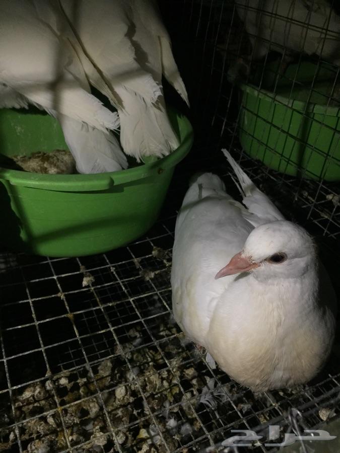 زغاليل حمام فرنسي الجموم