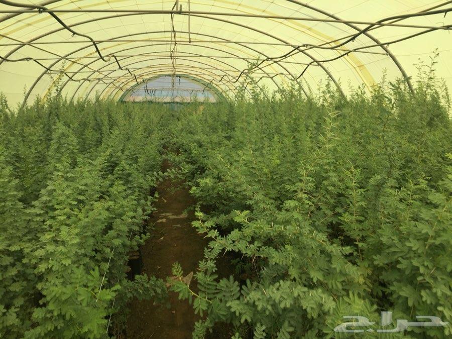 شتلات اشجار برية طلح ملحي طلح نجدي وقرض