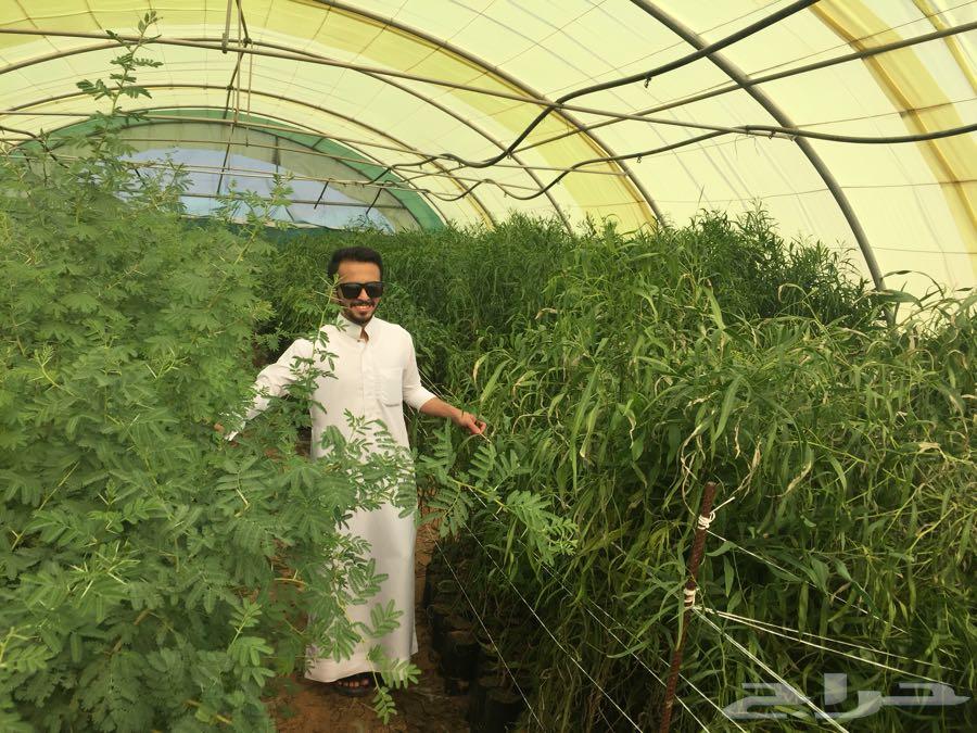 شتلات اشجار برية طلح ملحي طلح نجدي وقرض