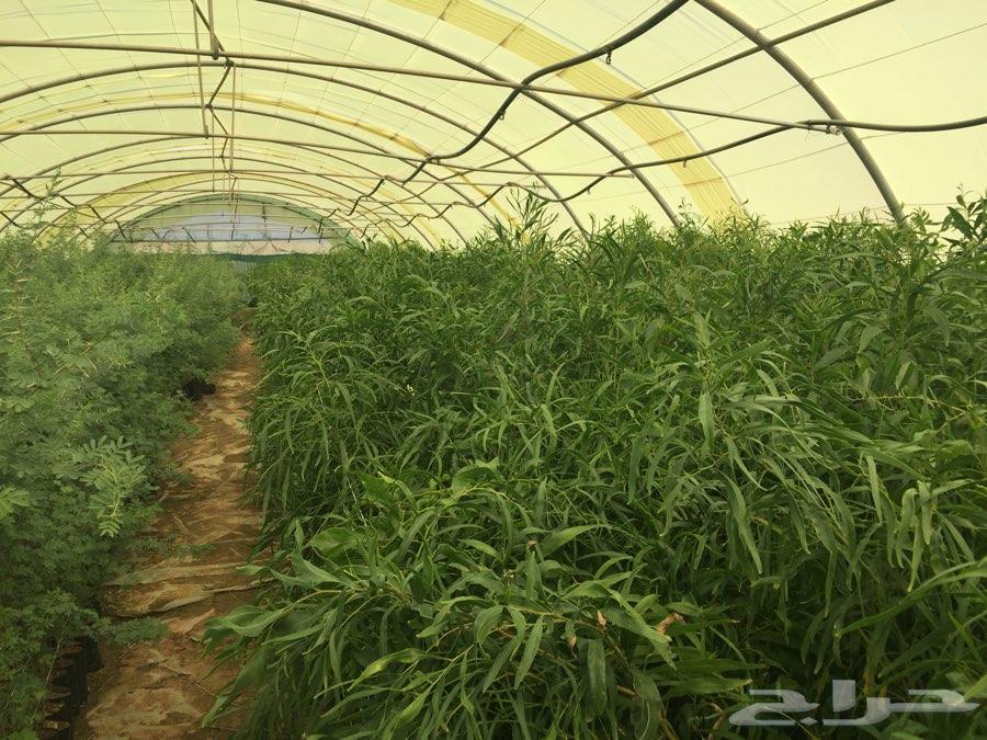 شتلات اشجار برية طلح ملحي طلح نجدي وقرض