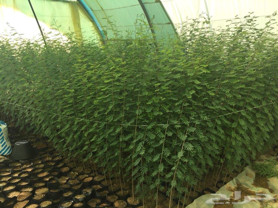 شتلات اشجار برية طلح ملحي طلح نجدي وقرض