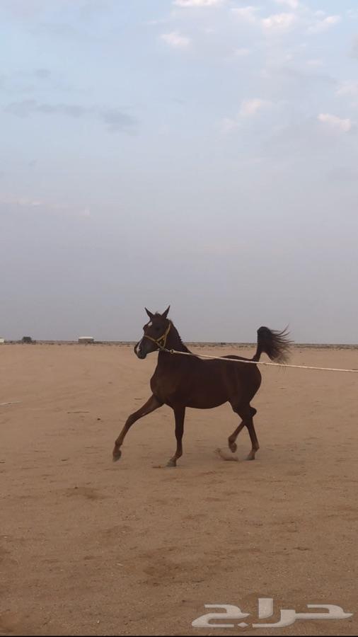 مهره شعبيه فاخره شقرا بنت الكاسح