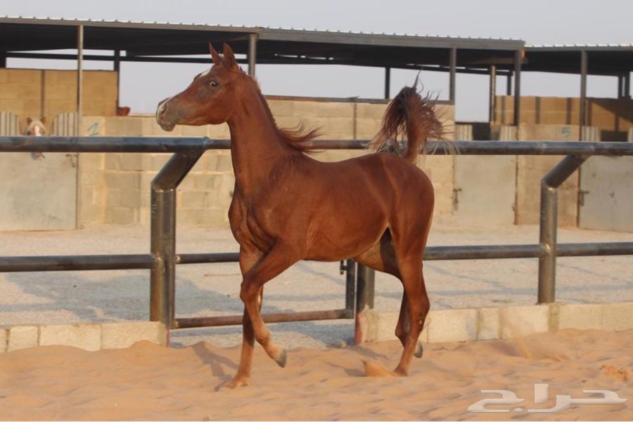 مهره شعبيه فاخره شقرا بنت الكاسح