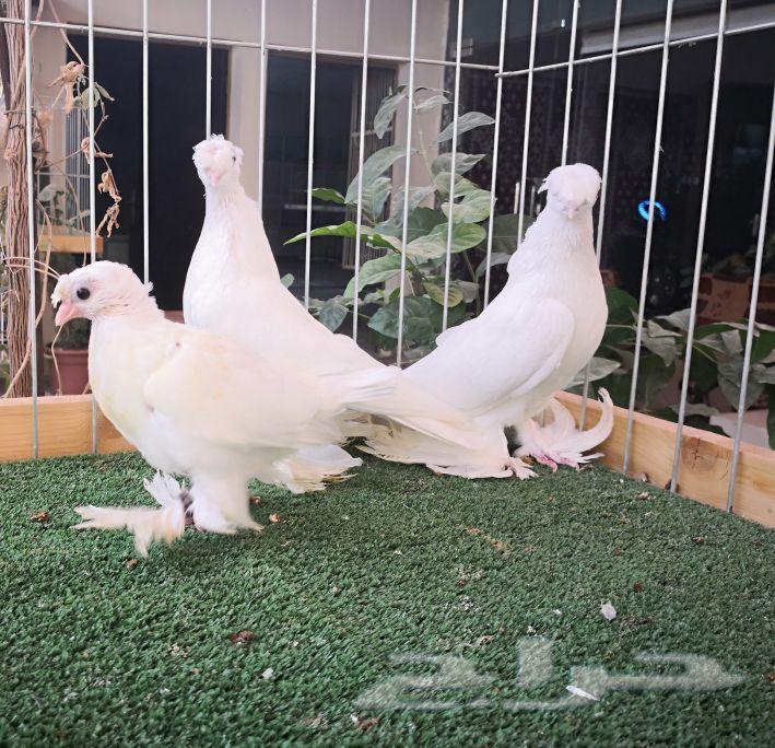 أوزبك ابيض بولده