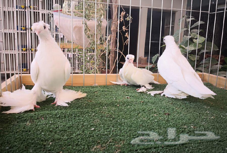 أوزبك ابيض بولده