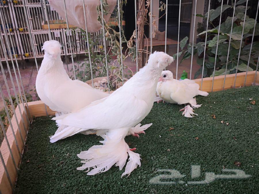 أوزبك ابيض بولده