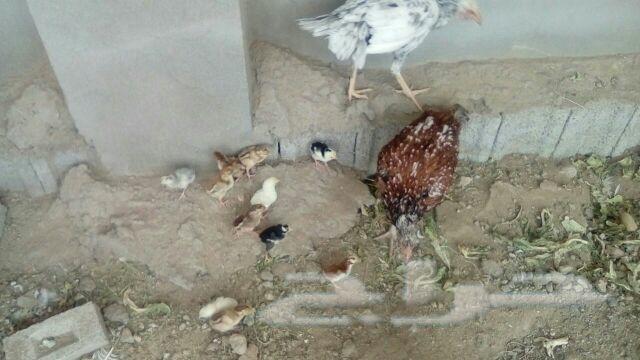 فروخ دجاج باكستاني تحضين و ليس فقاسة