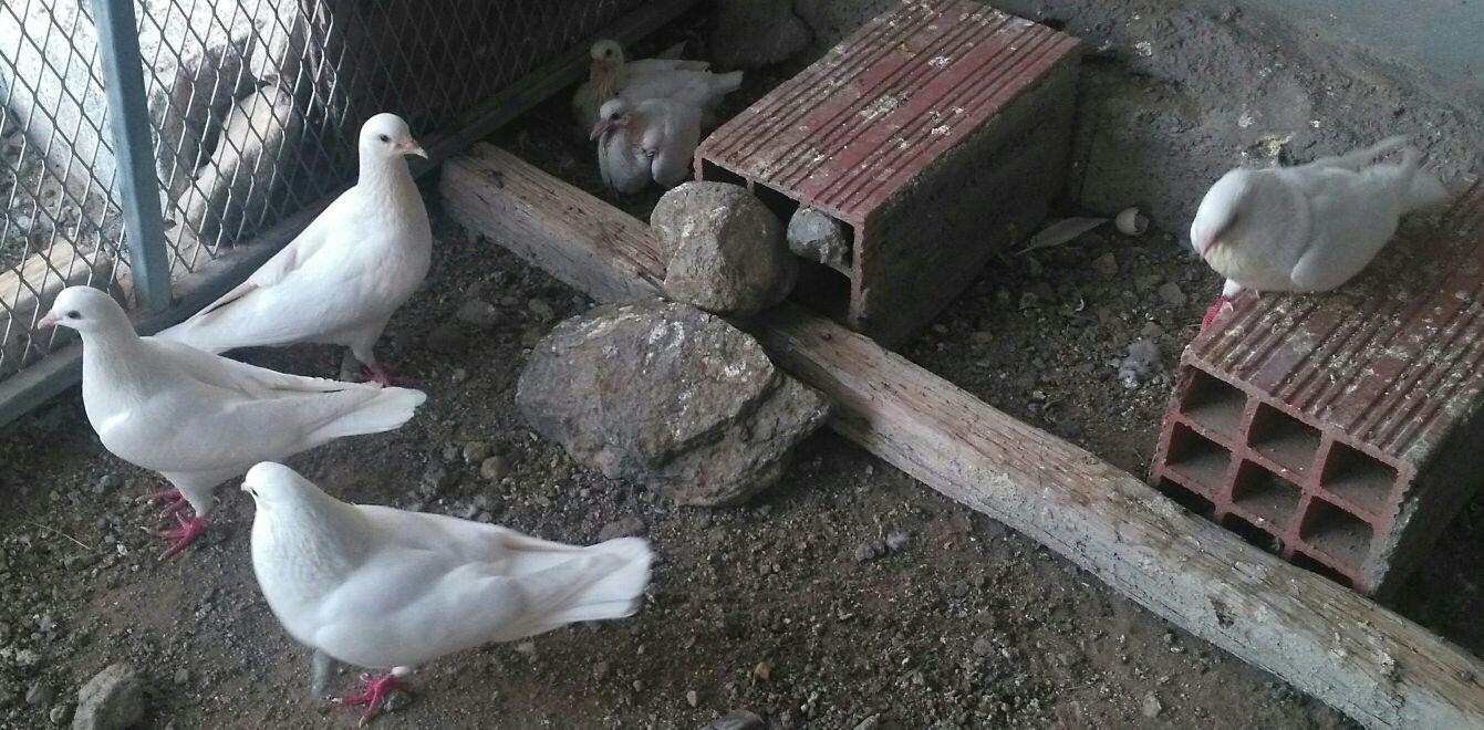 زوجين حمام فرنسي سوبر جامبولون أبيض زوج بفروخ
