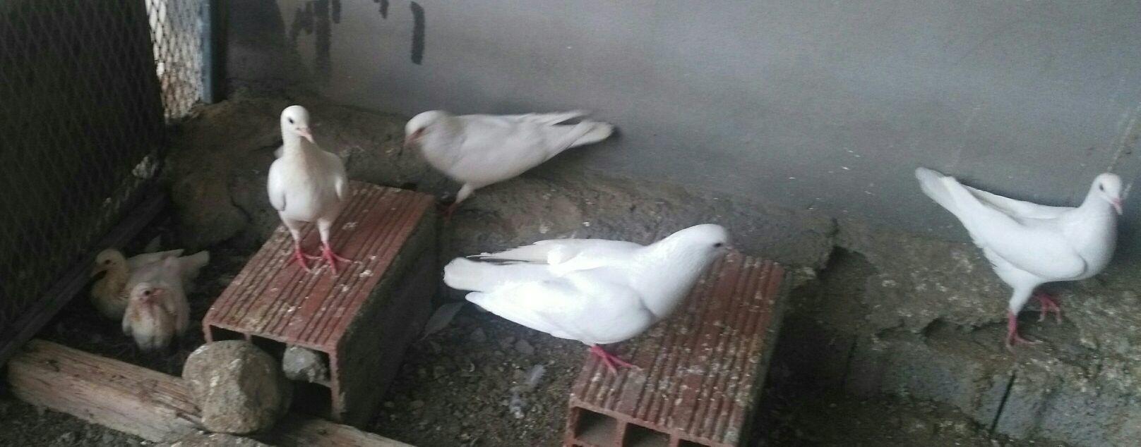 زوجين حمام فرنسي سوبر جامبولون أبيض زوج بفروخ