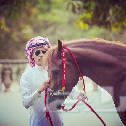 مادة إعلانية لهواة تربية وإقتناء الخيل
