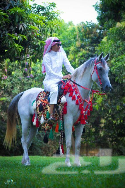 مادة إعلانية لهواة تربية وإقتناء الخيل