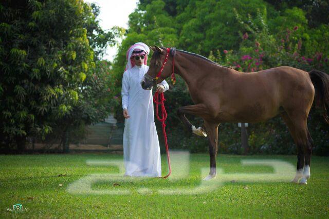 مادة إعلانية لهواة تربية وإقتناء الخيل