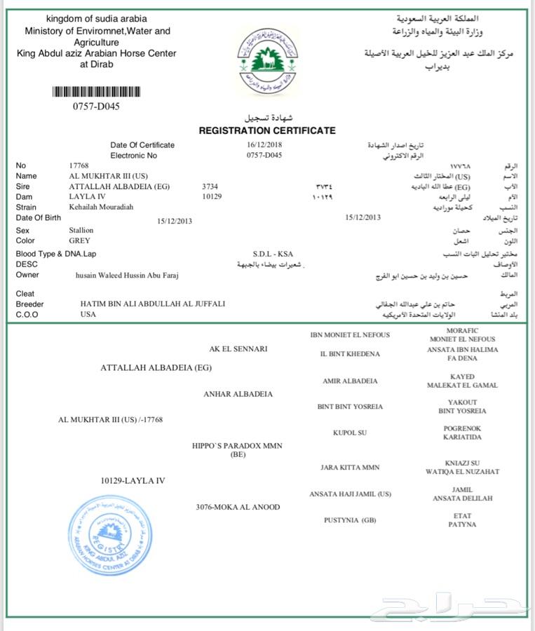 حصان واهو فاخر