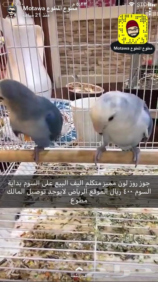 للبيع طيور مطوع المطوع