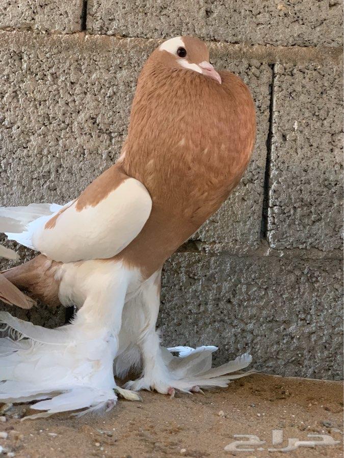 زوج نفاخ مسوبع اصفر تم البيع