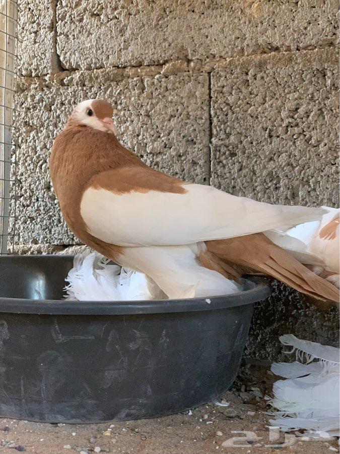 زوج نفاخ مسوبع اصفر تم البيع