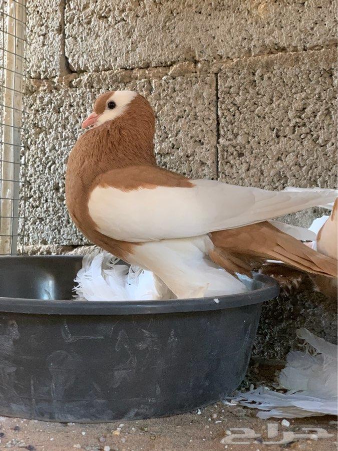 زوج نفاخ مسوبع اصفر تم البيع