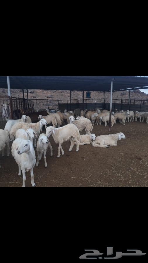 تمر سكري مفتل ومجروش ومضير ولتيحه وطليان