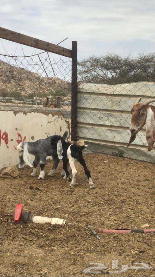 عنز فاخرة تحتها تيس وجفرة