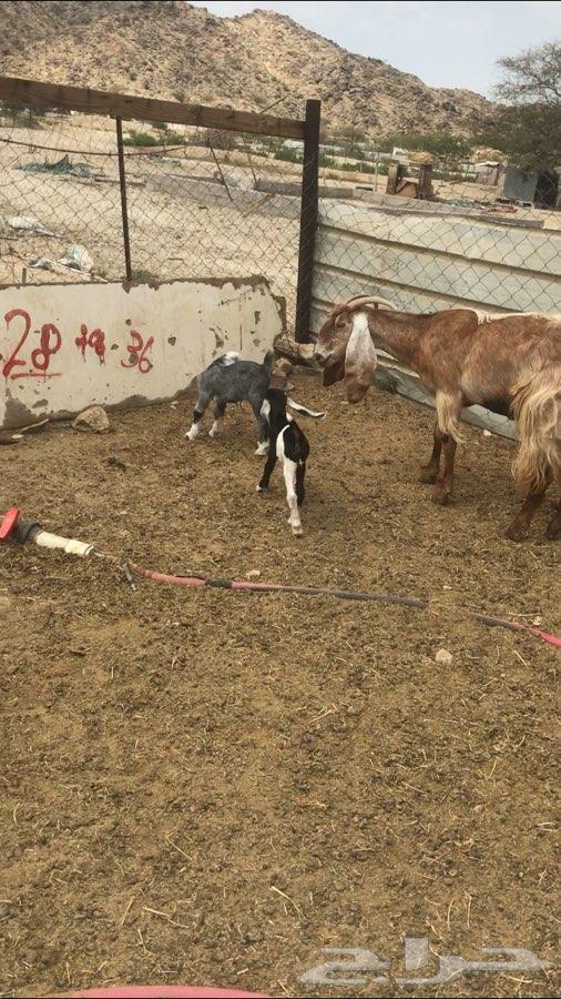 عنز فاخرة تحتها تيس وجفرة
