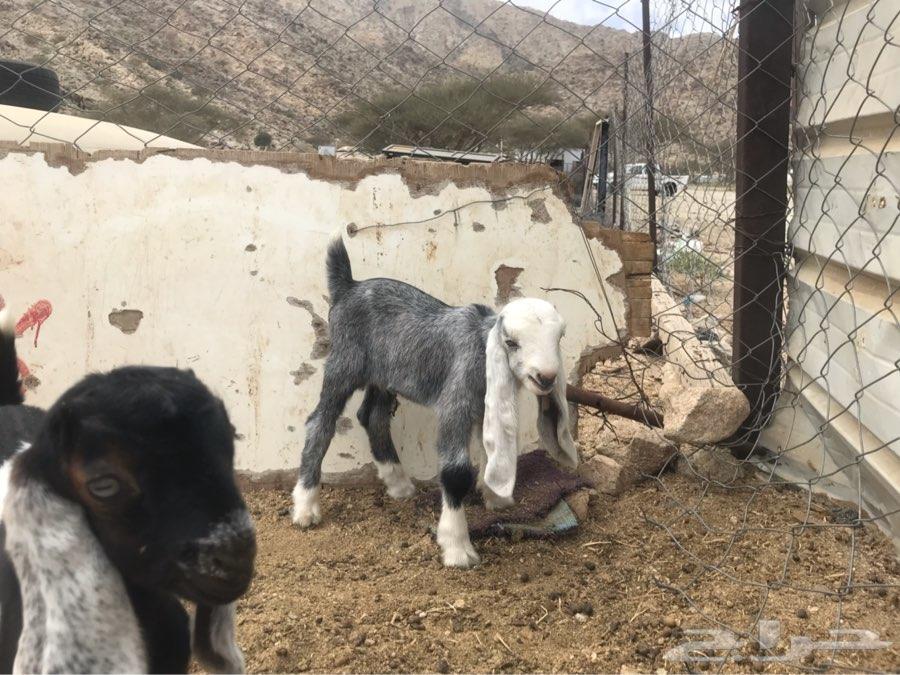 عنز فاخرة تحتها تيس وجفرة