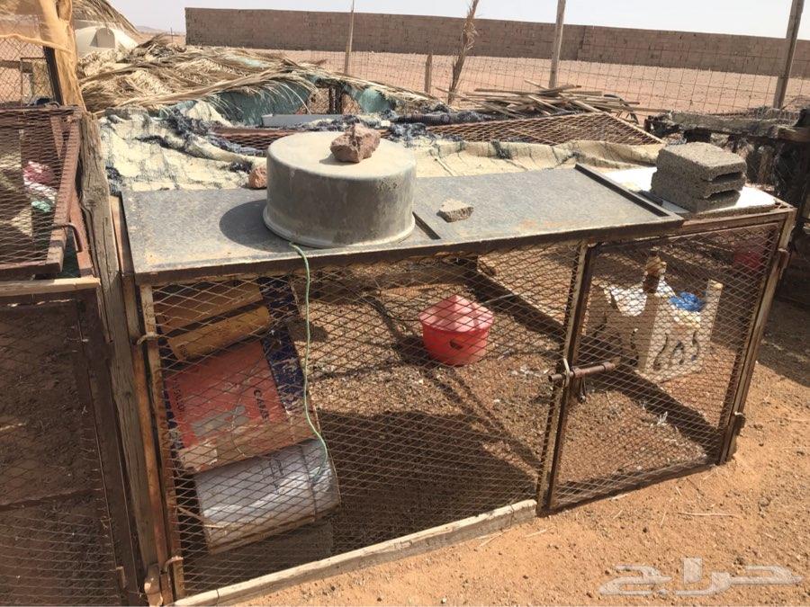 للبيع شبوك غرف محاكر حمام دجاج غنم