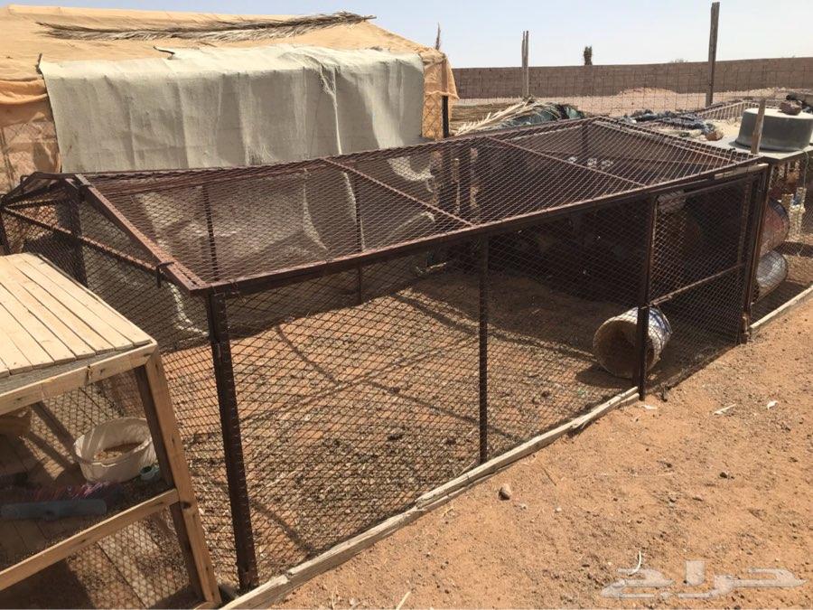 للبيع شبوك غرف محاكر حمام دجاج غنم