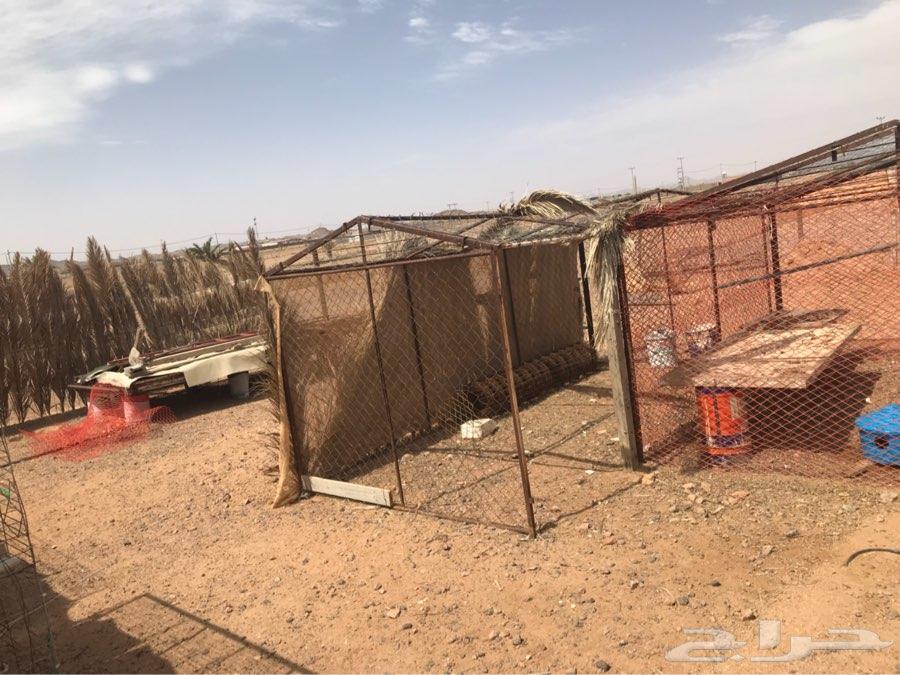 للبيع شبوك غرف محاكر حمام دجاج غنم