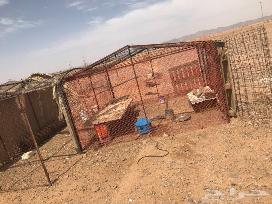 للبيع شبوك غرف محاكر حمام دجاج غنم