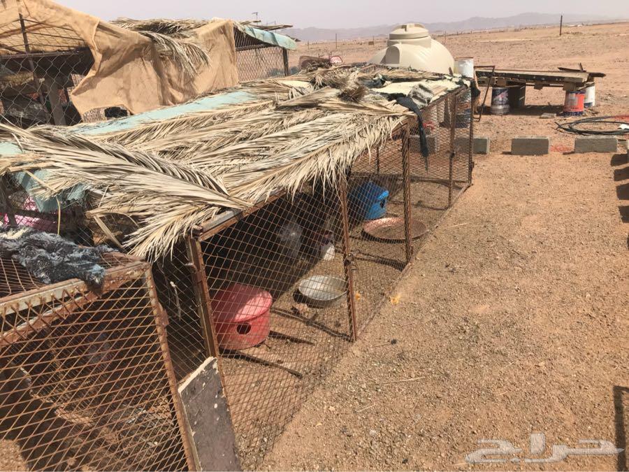 للبيع شبوك غرف محاكر حمام دجاج غنم
