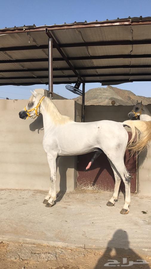 حصان شعبي شيخ