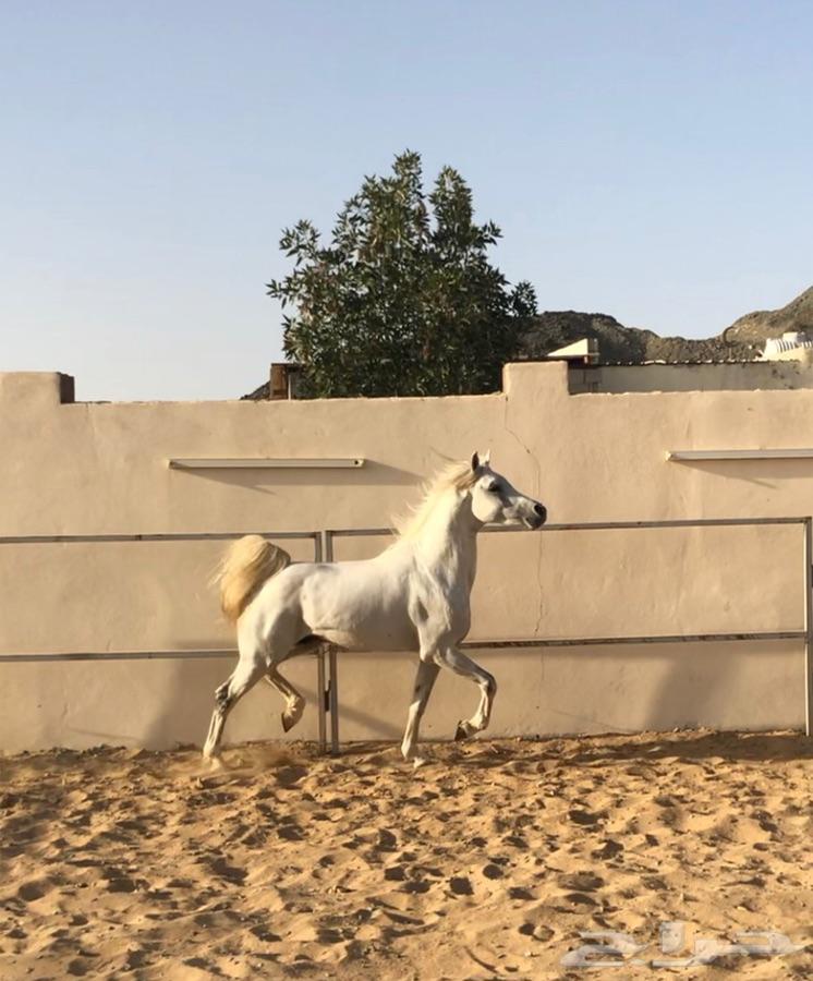 حصان شعبي شيخ