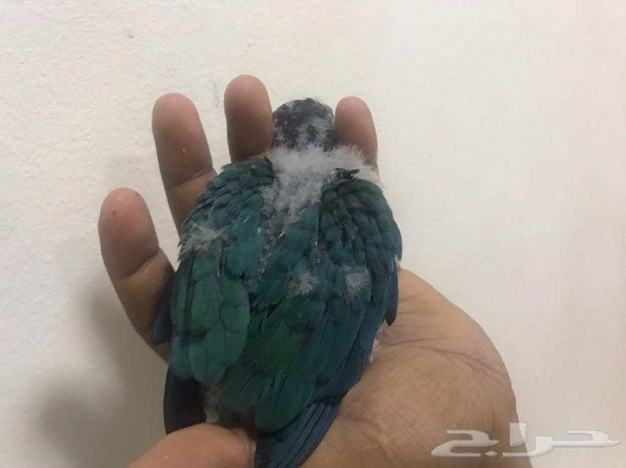 فرخ كنيور تركواز يلوسايد